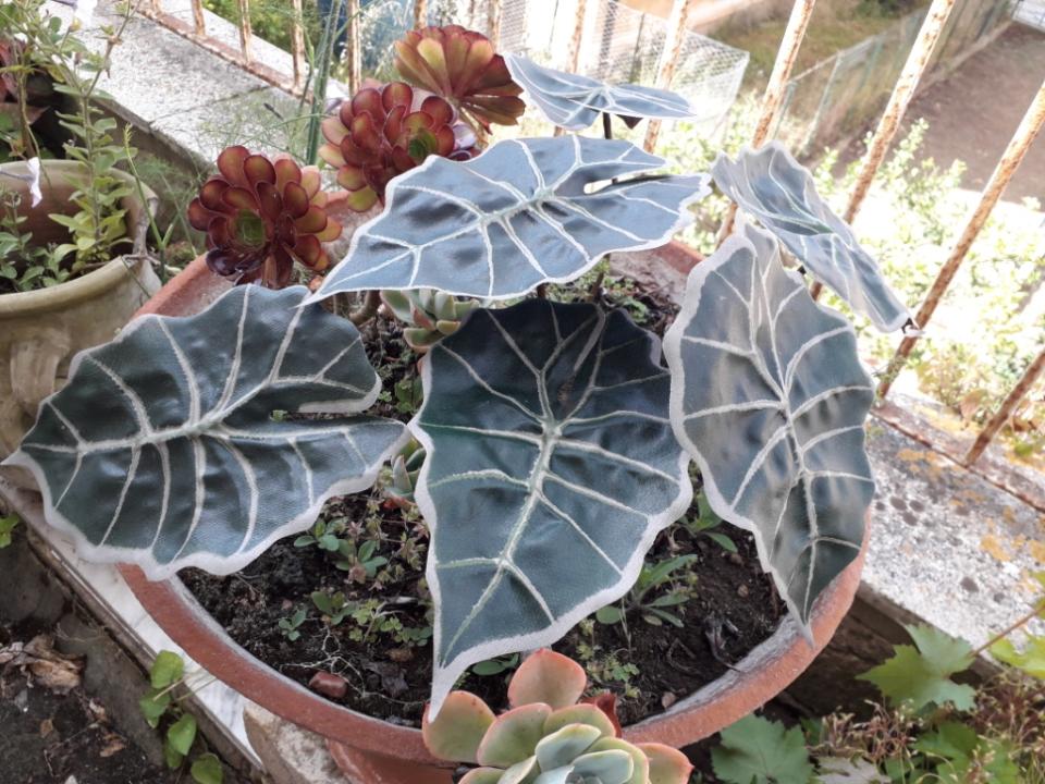 Foglia di Alocasia cm. 30 - Sconti per Fioristi e Aziende . - Artificiale