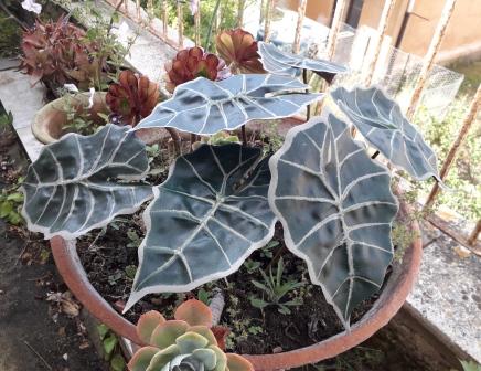 Foglia di Alocasia cm. 30 - Sconti per Fioristi e Aziende . - Artificiale