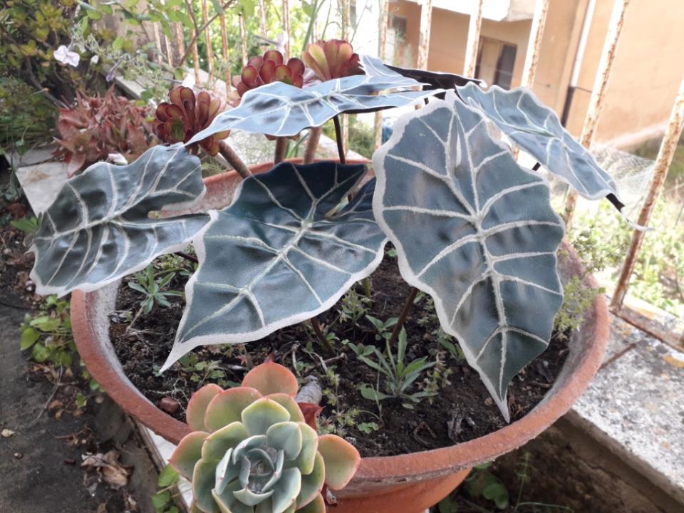 Foglia di Alocasia cm. 30 - Sconti per Fioristi e Aziende . - Artificiale