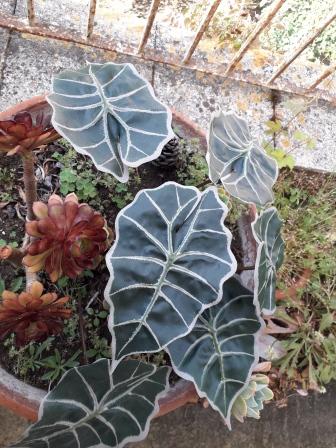 Foglia di Alocasia cm. 30 - Sconti per Fioristi e Aziende . - Artificiale