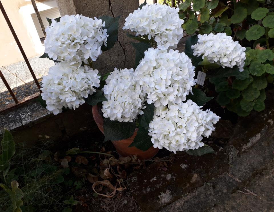 Ortensia x 1 H 53 Bianca  - Sconti per Fioristi e Aziende . in poliester