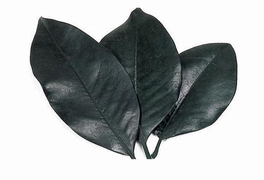 Foglie Magnolia Stabilizzata - Sconti per Fioristi e Aziende - Sfuse in Busta da gr. 150