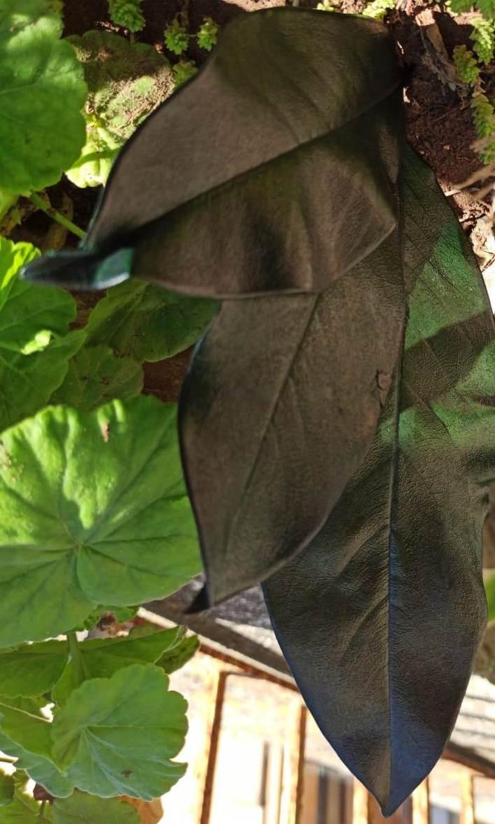 Foglie Magnolia Stabilizzata - Sconti per Fioristi e Aziende - Sfuse in Busta da gr. 150