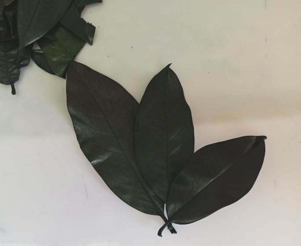 Foglie Magnolia Stabilizzata - Sconti per Fioristi e Aziende - Sfuse in Busta da gr. 150