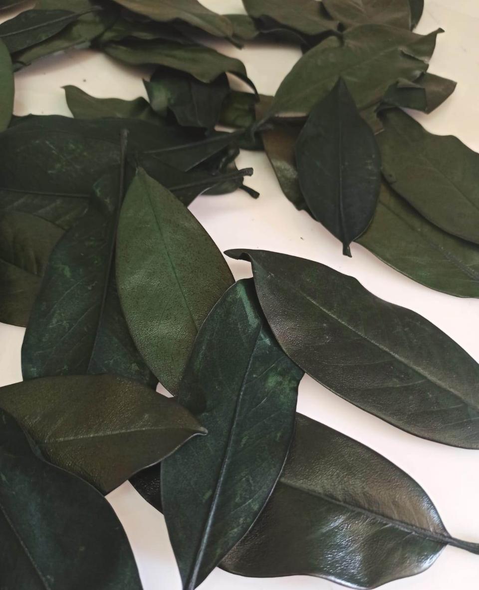 Foglie Magnolia Stabilizzata - Sconti per Fioristi e Aziende - Sfuse in Busta da gr. 150