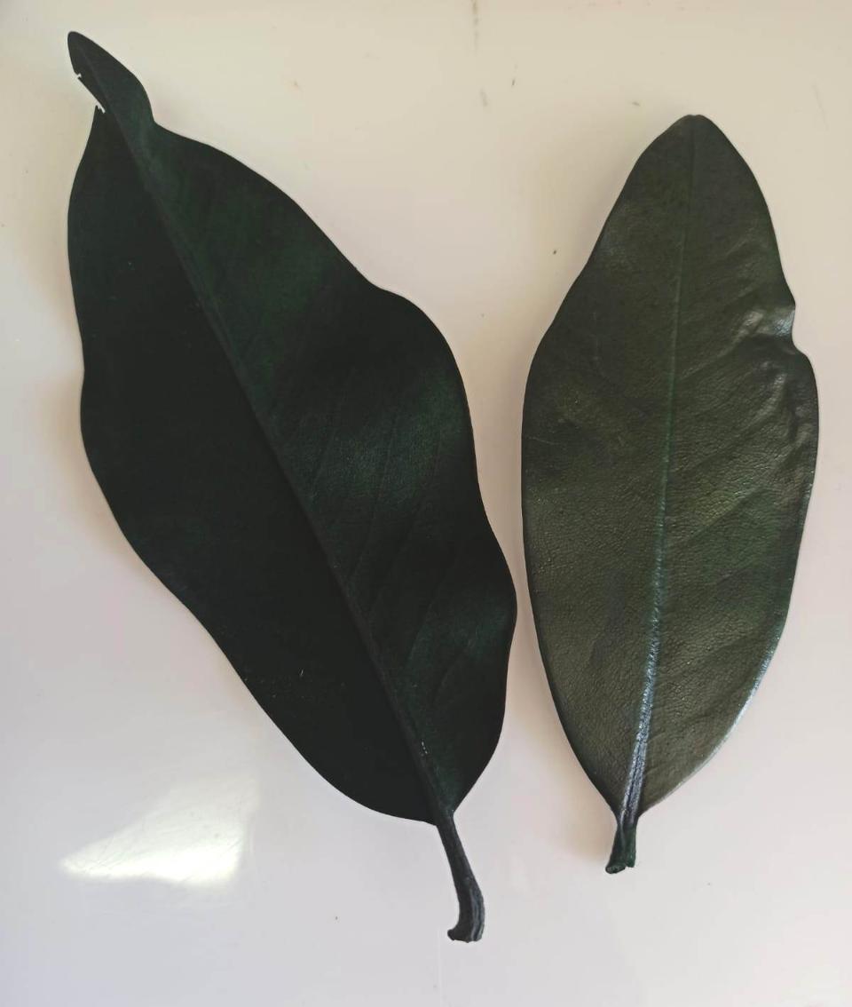 Foglie Magnolia Stabilizzata - Sconti per Fioristi e Aziende - Sfuse in Busta da gr. 150