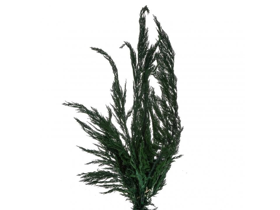 Tuja Preservata naturale - Sconti per Fioristi e Aziende - Busta Kg.1 Rami H 100/120
