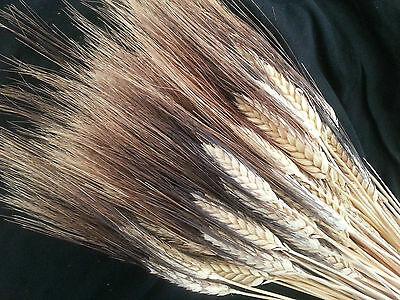 Spighe di grano stabilizzato mazzo 100 steli - Sconti per Fioristi e Aziende