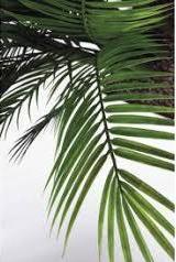 Areca Palm H 220 in vaso - Sconti per Fioristi e Aziende . - Artificiale con 3976 foglie