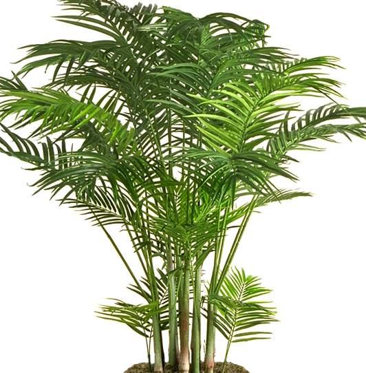 Areca Palm H 220 in vaso - Sconti per Fioristi e Aziende . - Artificiale con 3976 foglie