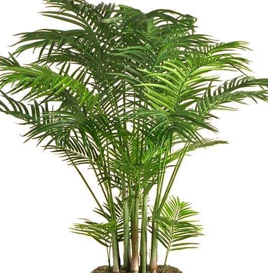 Areca palm H 170 in vaso  - Sconti per Fioristi e Aziende - Artificiale con 2178 foglie