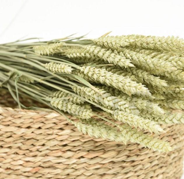 Triticum Verde Naturale  Tarwee mazzo gr. 150 - Sconti per Fioristi e Aziende