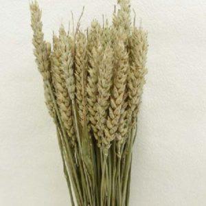 Triticum Verde Naturale  Tarwee mazzo gr. 150 - Sconti per Fioristi e Aziende
