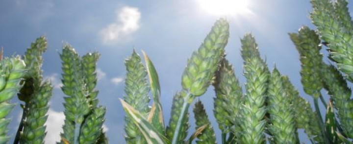 Triticum Verde Naturale  Tarwee mazzo gr. 150 - Sconti per Fioristi e Aziende