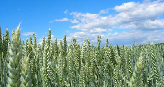 Triticum Verde Naturale  Tarwee mazzo gr. 150 - Sconti per Fioristi e Aziende