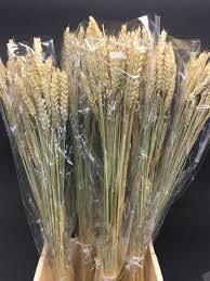Triticum Verde Naturale  Tarwee mazzo gr. 150 - Sconti per Fioristi e Aziende