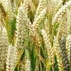 Triticum Verde Naturale  Tarwee mazzo gr. 150 - Sconti per Fioristi e Aziende
