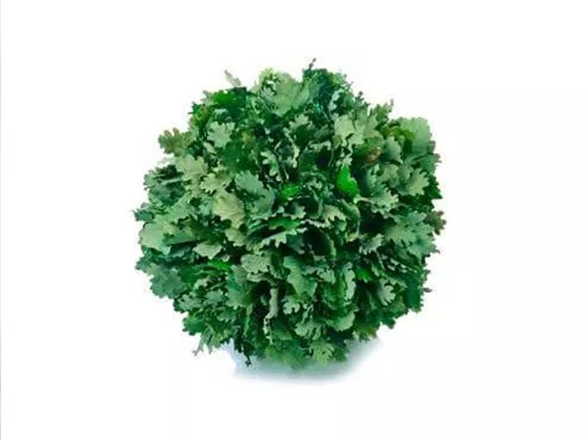 Quercia Naturale Stabilizzata  - Sconti per Fioristi e Aziende - Busta Kg.1 Rami H 90/100