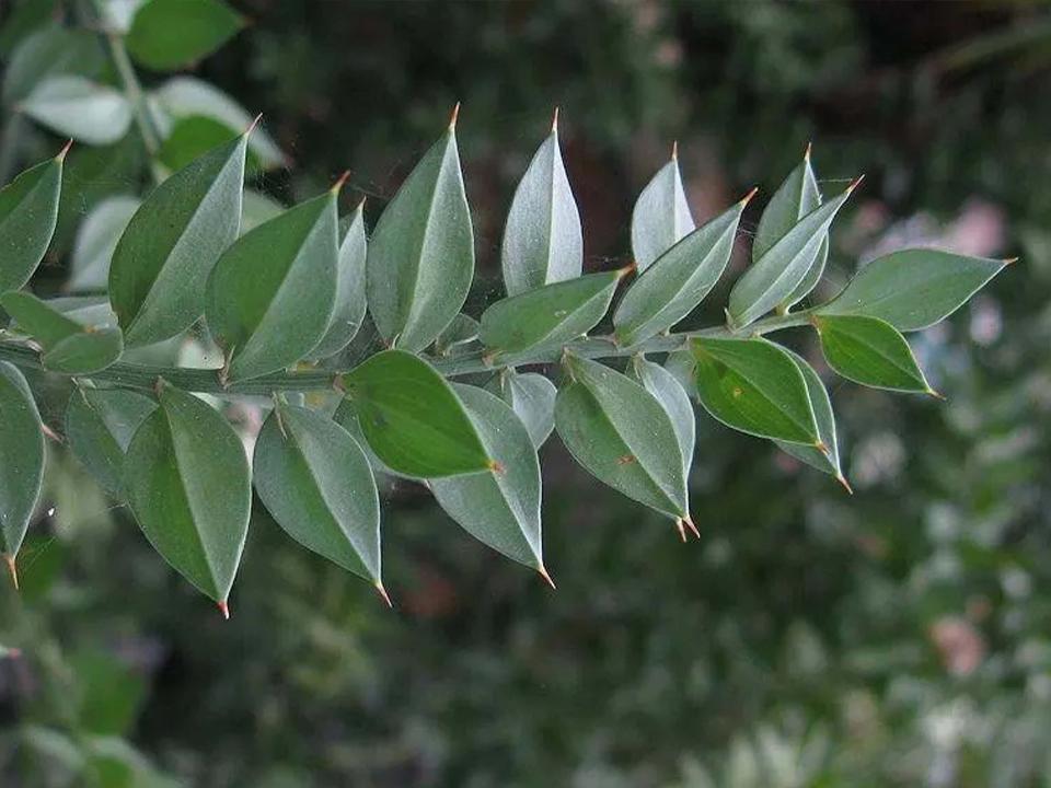 Ruscus Aculeatus H 90 - Sconti per Fioristi e Aziende - Pungitopo Stabilizzato Kg. 1