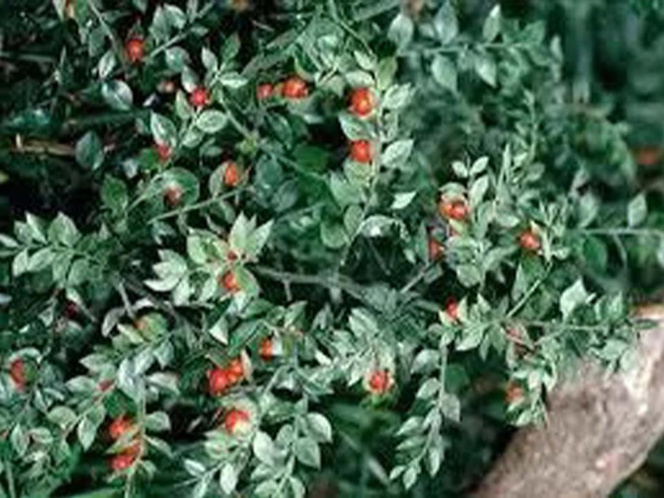 Ruscus Aculeatus H 90 - Sconti per Fioristi e Aziende - Pungitopo Stabilizzato Kg. 1