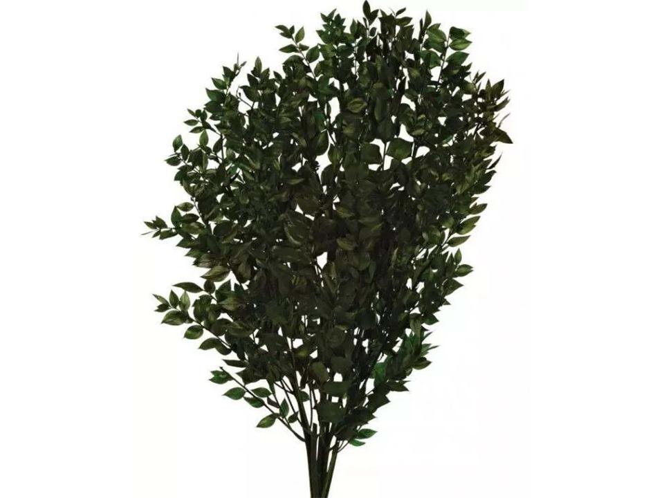 Ruscus Aculeatus H 90 - Sconti per Fioristi e Aziende - Pungitopo Stabilizzato Kg. 1