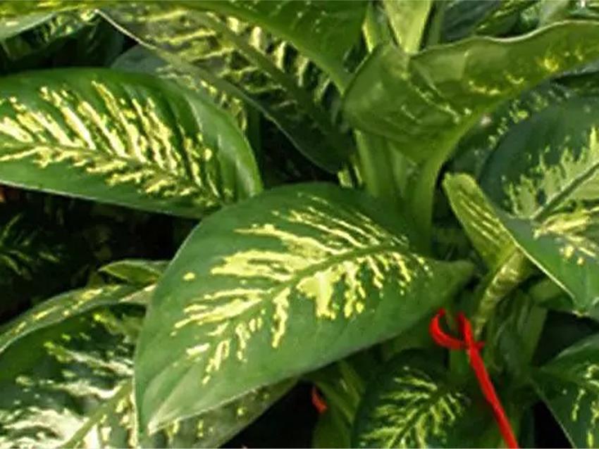 Lucidante Fogliare da 750 Ml - Sconti per Fioristi e Aziende - Marca Oasis