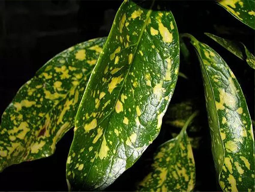 Lucidante Fogliare da 750 Ml - Sconti per Fioristi e Aziende - Marca Oasis