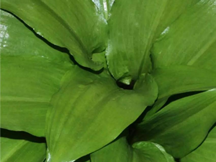 Lucidante Fogliare da 750 Ml - Sconti per Fioristi e Aziende - Marca Oasis