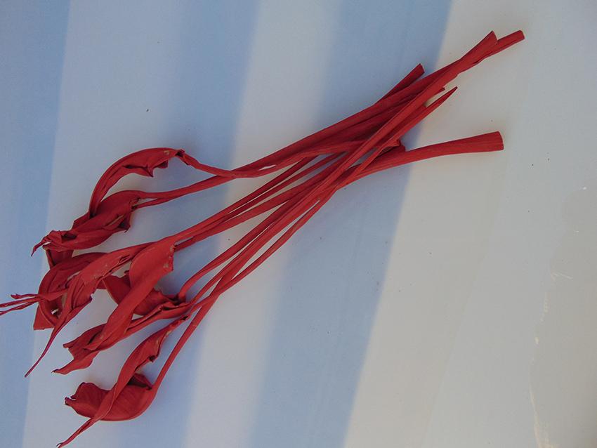 Foglie di Sterlizia Dry H 100 - Sconti per Fioristi e Aziende - Busta 8 foglie Stabilizate Colorate