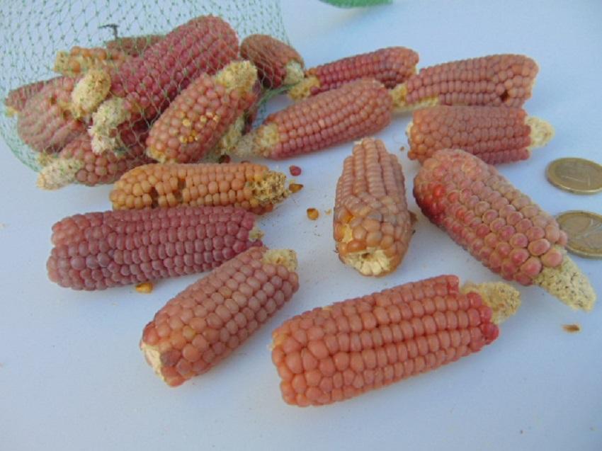 Pannocchie di Mais x 9 Naturali   - Sconti per Fioristi e Aziende . -  cm.8/10 dm 2,5/3
