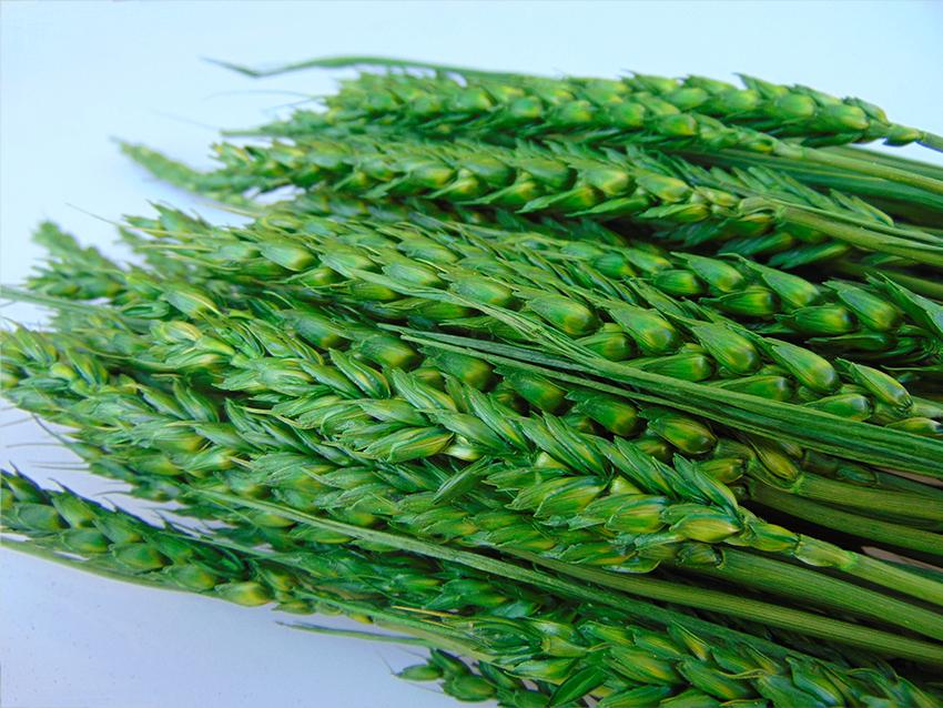 Triticum Colorato Tarwee mazzo gr. 200 - Sconti per Fioristi e Aziende