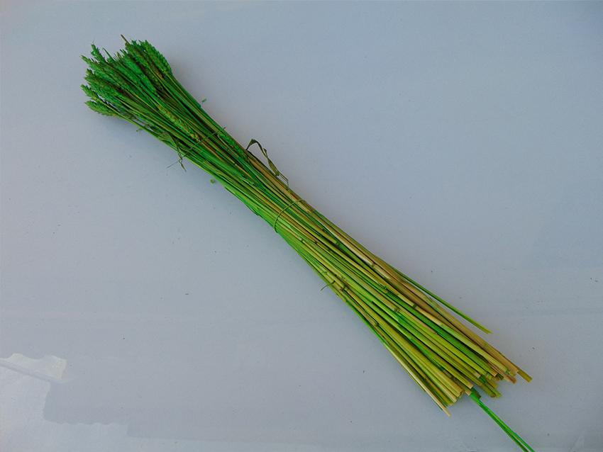 Triticum Colorato Tarwee mazzo gr. 200 - Sconti per Fioristi e Aziende