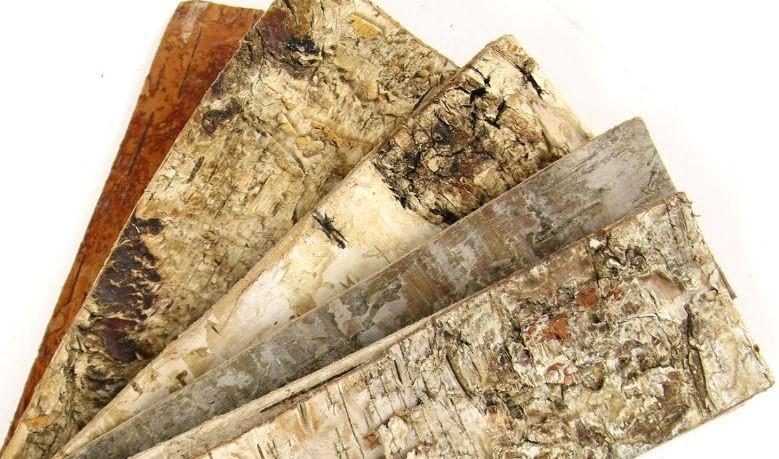 Corteccia di Betulla cm. 12 x 8  - Sconti per Fioristi e Aziende . - Conf. 12 Pannelli Calibrati