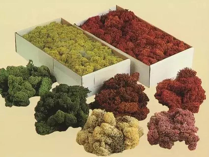 Muschio Nordico Naturale gr. 500 Preservato - Sconti per Fioristi e Aziende Fiorissima Lichene preservato