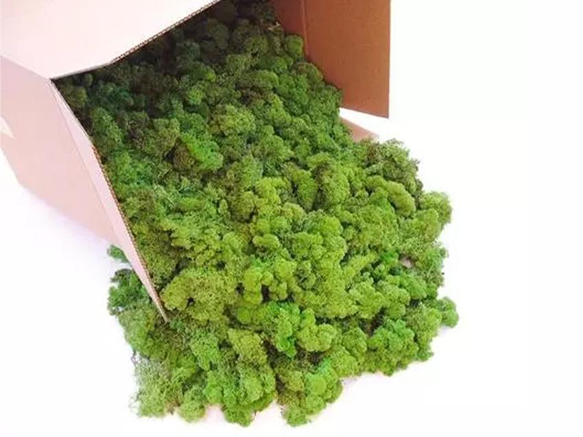 Muschio Nordico Naturale gr. 500 Preservato - Sconti per Fioristi e Aziende Fiorissima Lichene preservato
