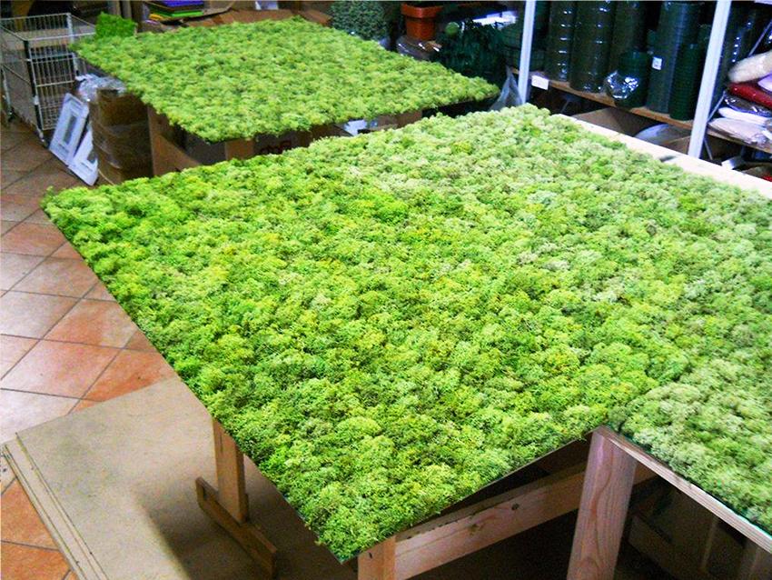 Parete Moss Stabilizzata Wall Moss  - Sconti per Fioristi e Aziende - a metro quadrato