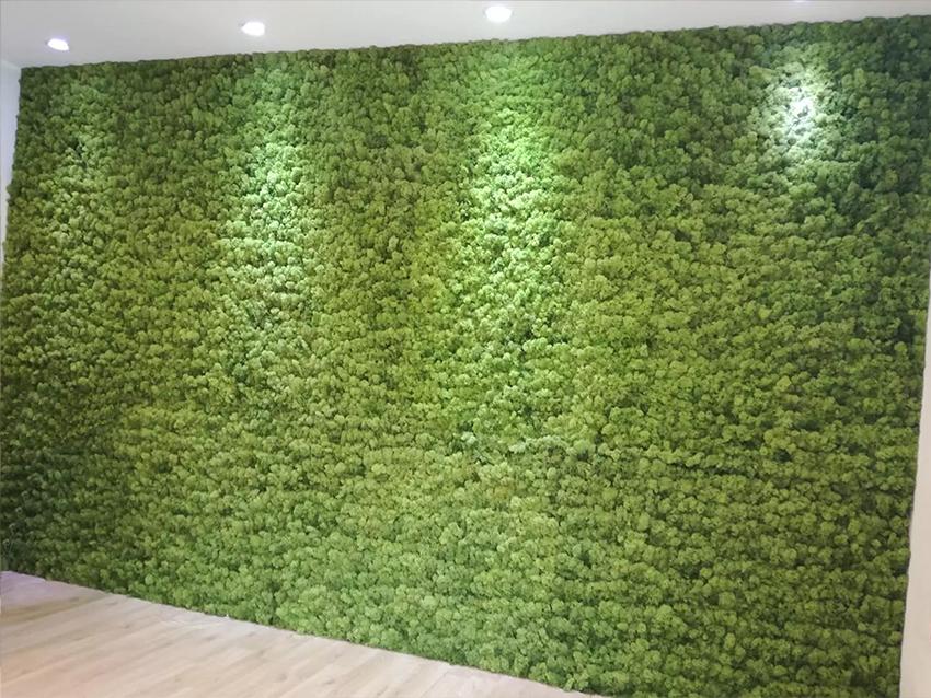 Parete Moss Stabilizzata Wall Moss  - Sconti per Fioristi e Aziende - a metro quadrato