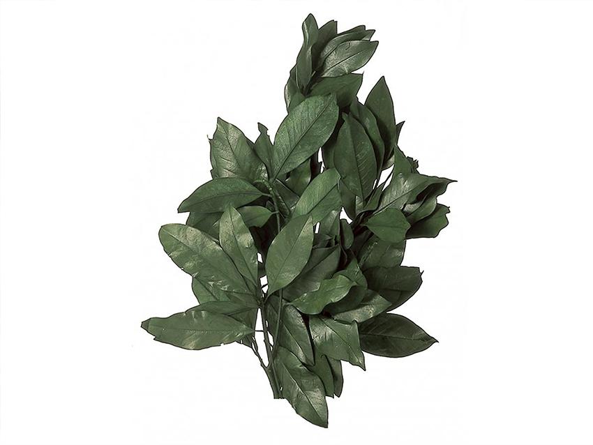 Magnolia Naturale Preservata - Sconti per Fioristi e Aziende - Busta Kg.1 Rami H.80/120
