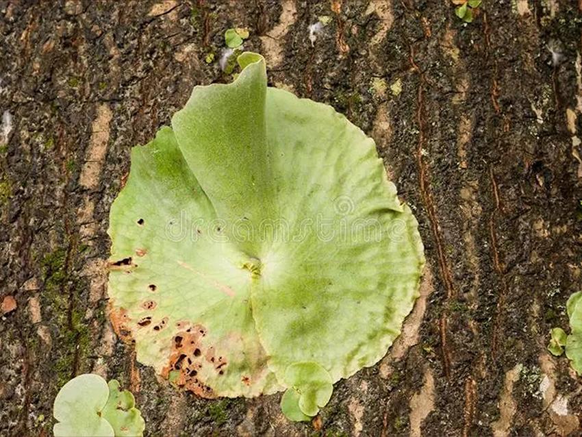 Fungo di Platicerium naturale stabilizzato  - Sconti per Fioristi e Aziende . - conf. gr. 400