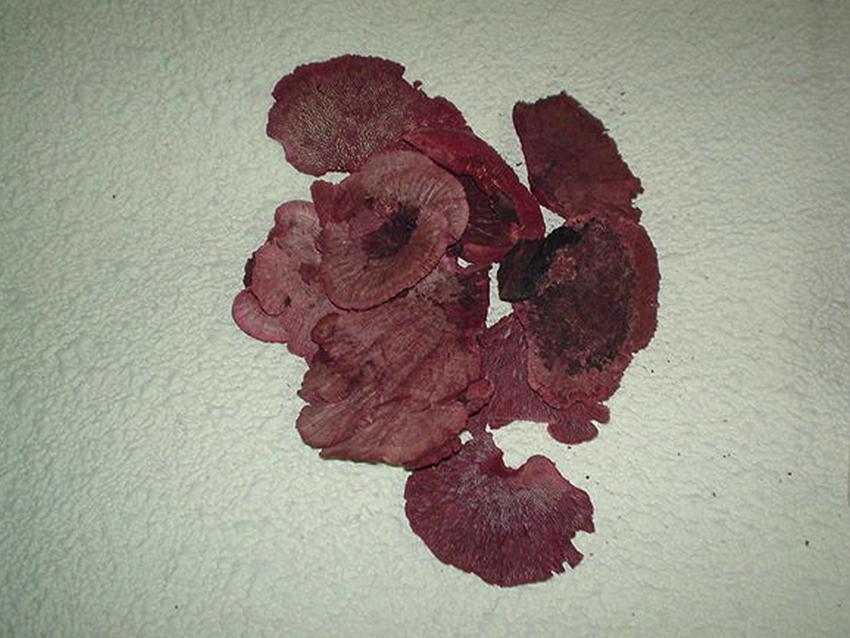Fungo di Platicerium naturale stabilizzato  - Sconti per Fioristi e Aziende . - conf. gr. 400