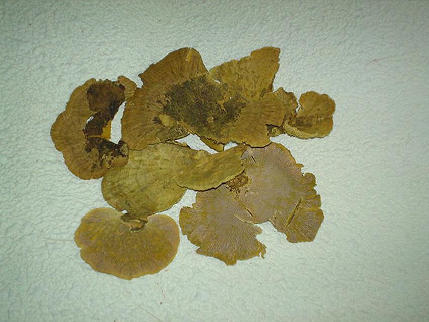 Fungo di Platicerium naturale stabilizzato  - Sconti per Fioristi e Aziende . - conf. gr. 400