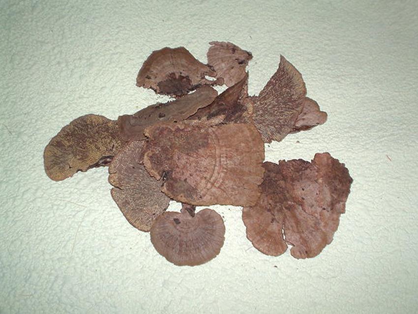 Fungo di Platicerium naturale stabilizzato  - Sconti per Fioristi e Aziende . - conf. gr. 400