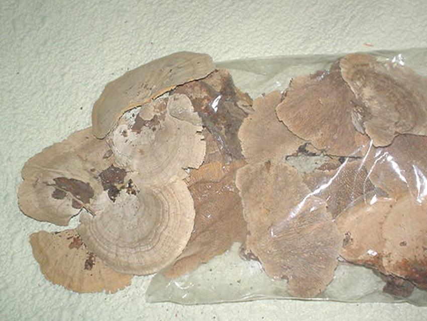 Fungo di Platicerium naturale stabilizzato  - Sconti per Fioristi e Aziende . - conf. gr. 400