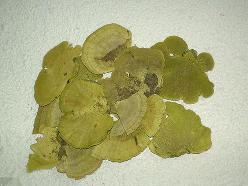 Fungo di Platicerium naturale stabilizzato  - Sconti per Fioristi e Aziende . - conf. gr. 400