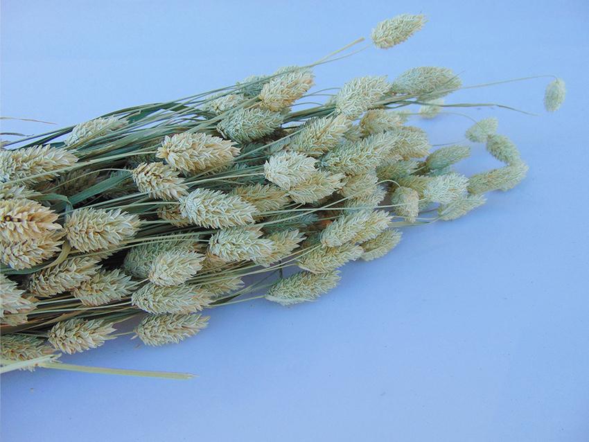 Phalaris Naturale gr. 150  Stabilizzato  - Sconti per Fioristi e Aziende