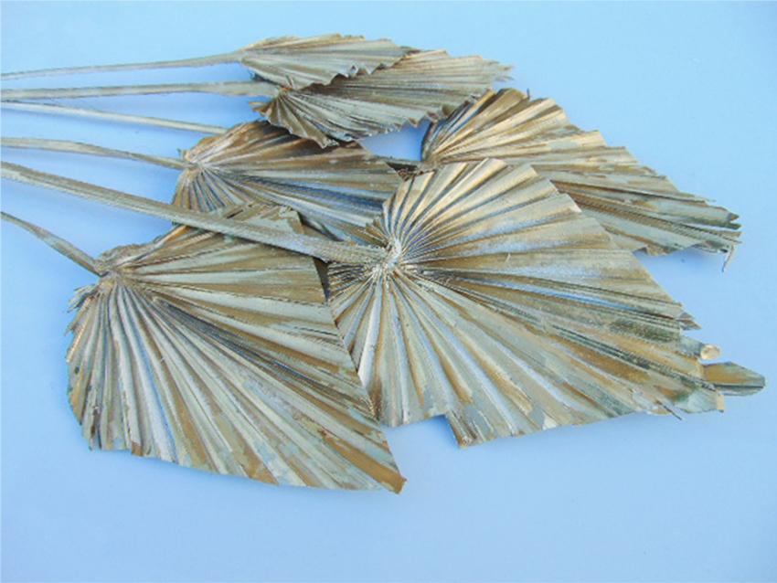 Palm Spear  Naturale Colorata - Sconti per Fioristi e Aziende