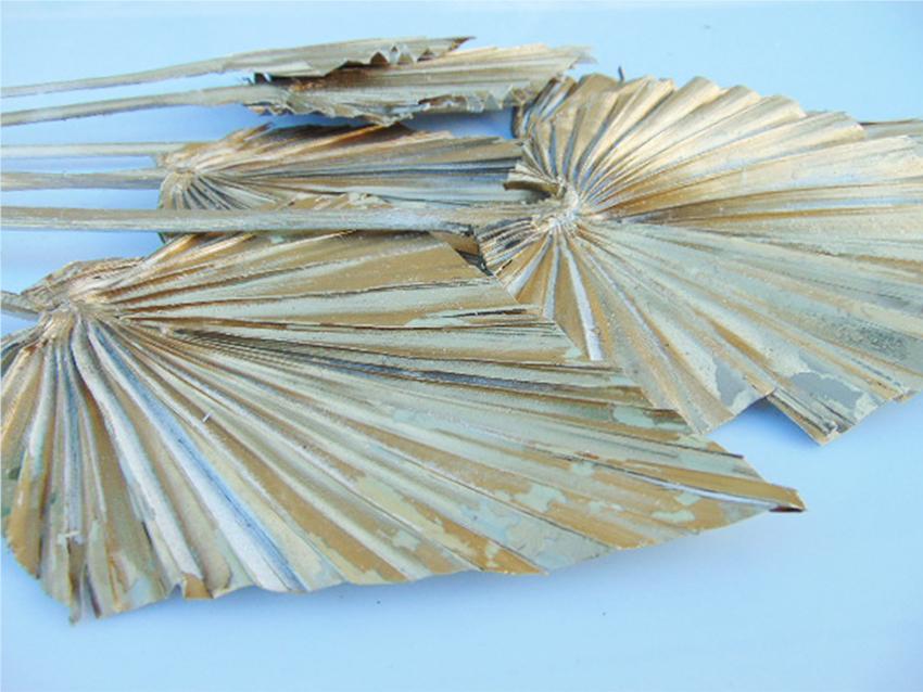 Palm Spear  Naturale Colorata - Sconti per Fioristi e Aziende
