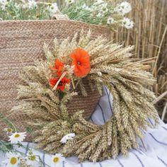 Triticum Verde Naturale  Tarwee mazzo gr. 150 - Sconti per Fioristi e Aziende