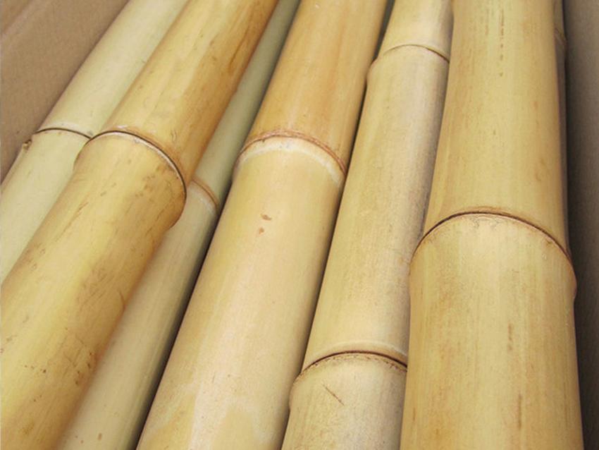 Canne di bamboo naturale  altezze e diametri diversi - Sconti per Fioristi e Aziende