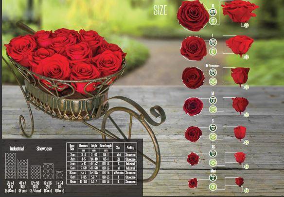 Bocciolo di Rosa Preservata Premium  cm. 6,5  - Sconti per Fioristi e Aziende . - Box da 6 rose